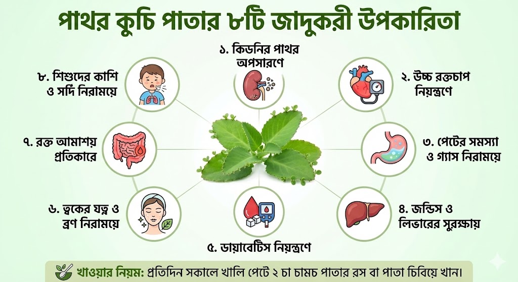 পাথর কুচি পাতার উপকারিতা