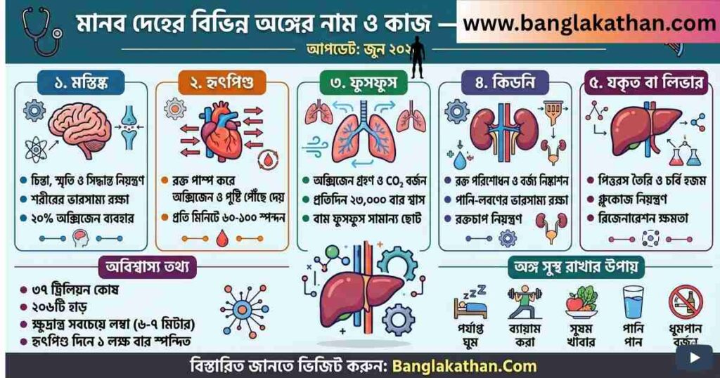 মানব দেহের বিভিন্ন অঙ্গের নাম ও কাজ